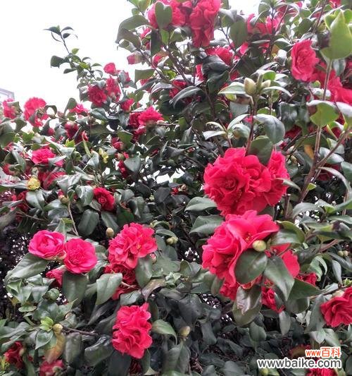 春暖花开,万物复苏 春天的花开