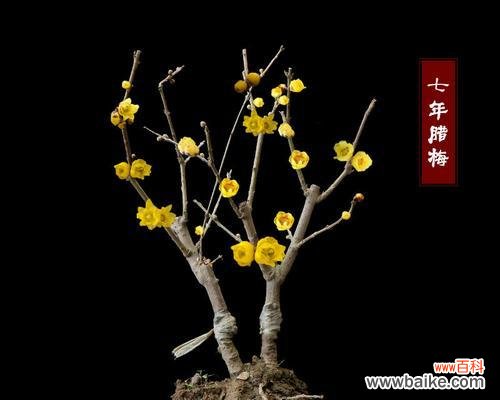 打造精美花盆，让腊梅成为家中亮丽装饰 腊梅盆景的种植技巧