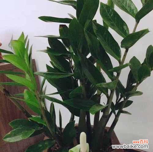 从栽培到繁殖全面指南,打造家中绿色宝库 如何正确养殖金钱树