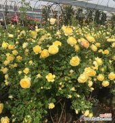 盆栽藤本月季种植技巧，让你轻松打造花园好风景 如何种植藤本月季？