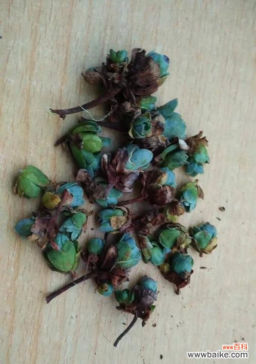 掌握这些技巧让你轻松养出美丽的玫瑰花 玫瑰扦插繁殖易生根的方法