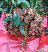 掌握这些技巧让你轻松养出美丽的玫瑰花 玫瑰扦插繁殖易生根的方法