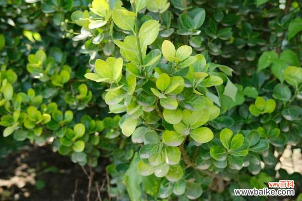 黄杨叶子发黄怎么办