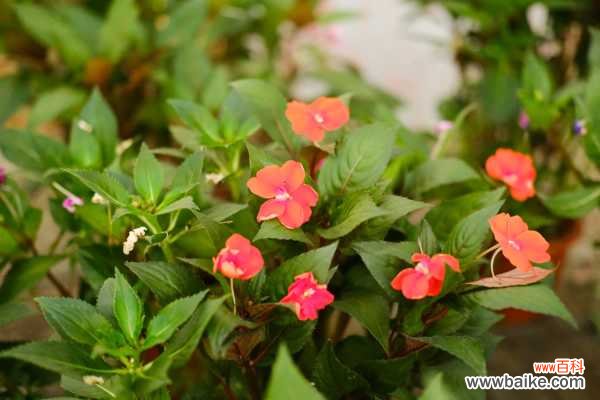 凤仙花常见虫害及防治方法