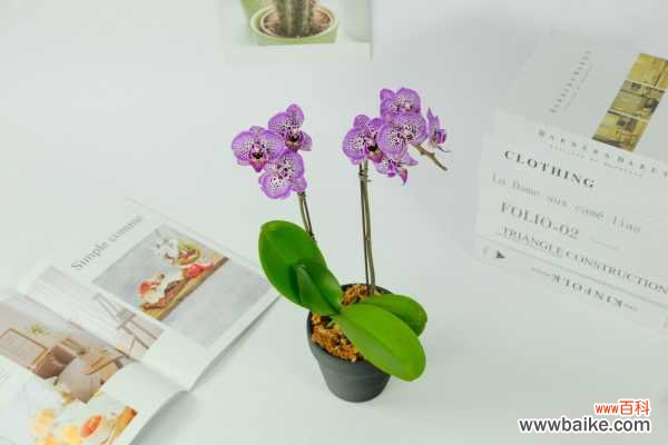 蝴蝶兰叶子发黄怎么办