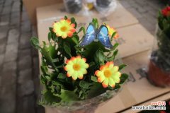 龙骨花黄叶是怎么回事