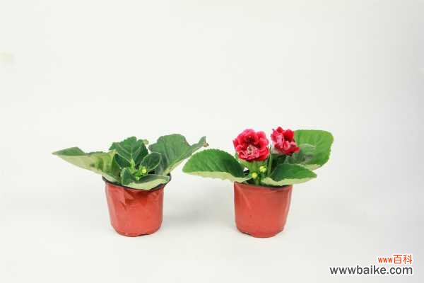 大岩桐的虫害及防治方法