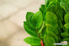 金钱树黄叶怎么办