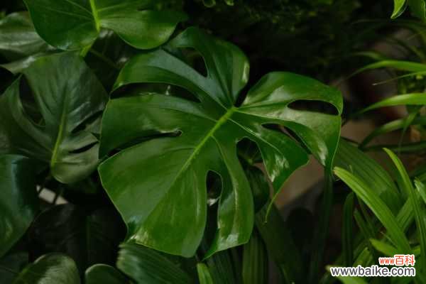 龟背竹发生冻害要怎么办