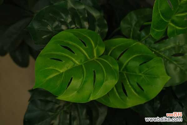 龟背竹发生冻害要怎么办