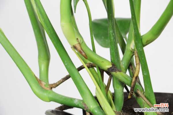 龟背竹发生冻害要怎么办