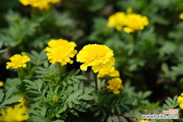 孔雀草的常见病虫害及其防治