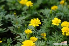 孔雀草的常见病虫害及其防治