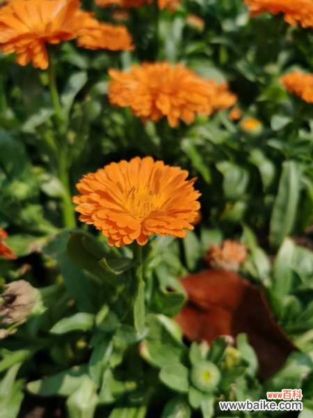 孔雀草的常见病虫害及其防治