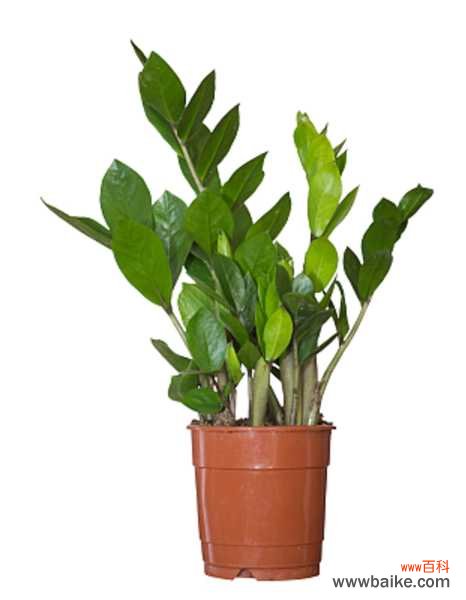 金钱树的病虫害及其防治