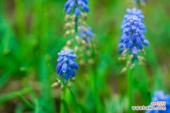 葡萄风信子的病虫害及其防治