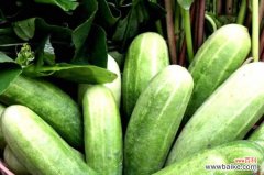 阳台种黄瓜常见虫害及防治方法