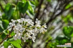 丁香虫害及防治方法