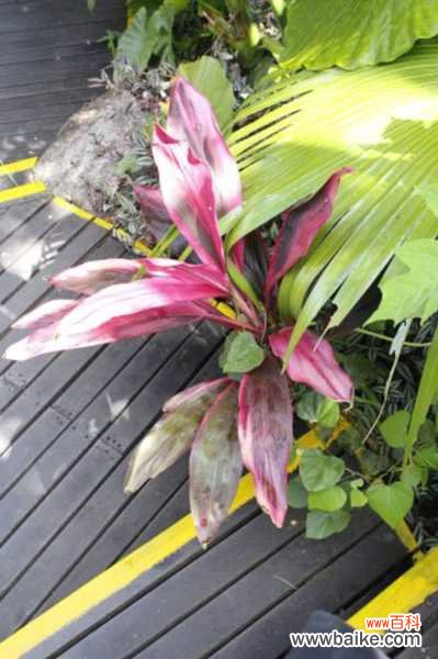 朱蕉叶子发黄怎么办