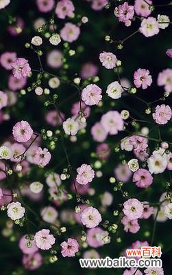 探寻满天星花语的神秘力量 满天星花语的含义和传说故事