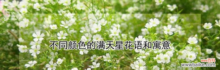 满天星花语的意义与寓意解读 满天星花语与寓意