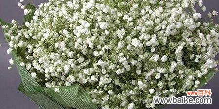 用满天星花语传递情感 满天星花语