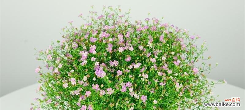 用满天星花语传递情感 满天星花语