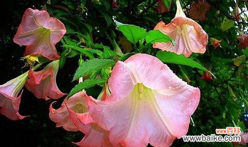 探寻曼陀罗花的美丽与哲理 曼陀罗的花语与人生的启示