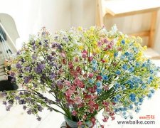 传递希望与爱的花海 满天星花的寓意与象征