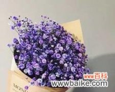 花海中的星光闪耀 满天星的意义与象征