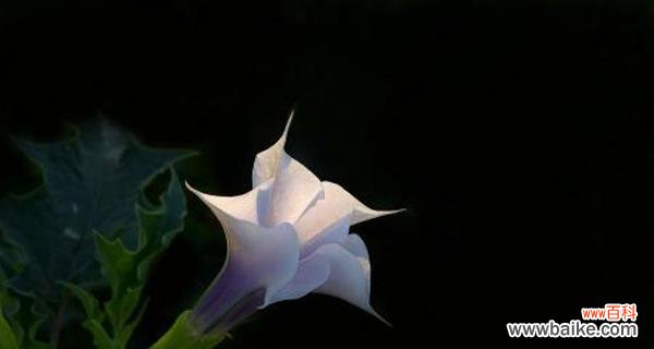 神秘与危险的魅力 曼陀罗花语与寓意