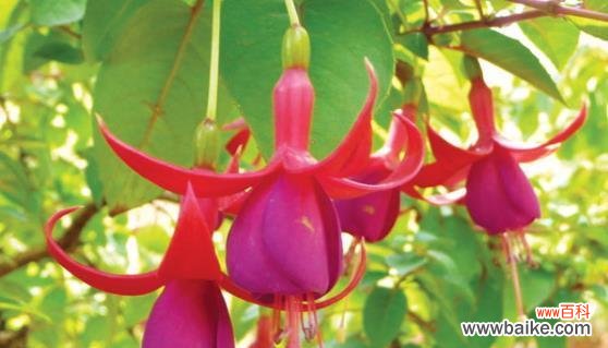 揭开曼陀罗花的神秘面纱 曼陀罗花的花语与意义