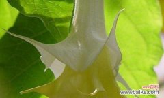 探索曼陀罗花的神秘之美 曼陀罗花的寓意与象征意义