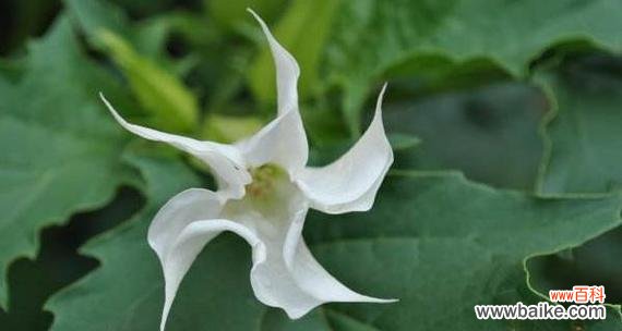 探寻曼陀罗花的神秘之美 曼陀罗花的花语与介绍