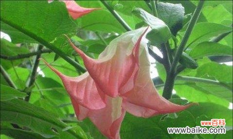 探寻曼陀罗花的神秘之美 曼陀罗花的花语与介绍