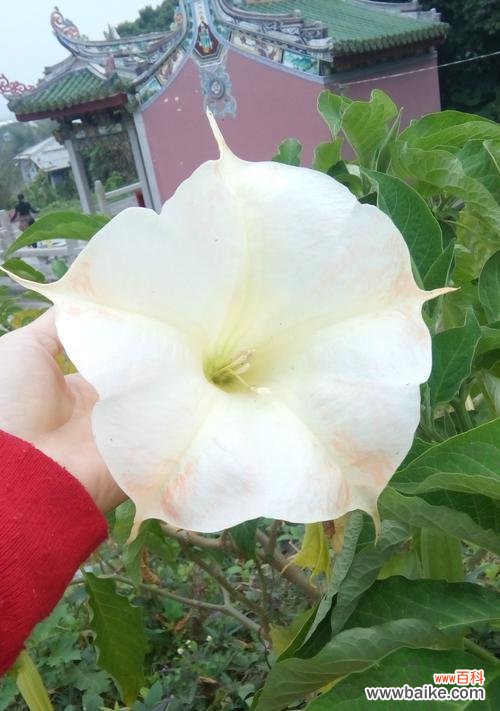 探索曼陀罗花语的深意 曼陀罗花语