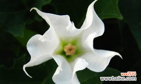 探索曼陀罗花语的深意 曼陀罗花语