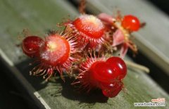 树莓叶茶功效与作用 覆盆子茶的功效和作用