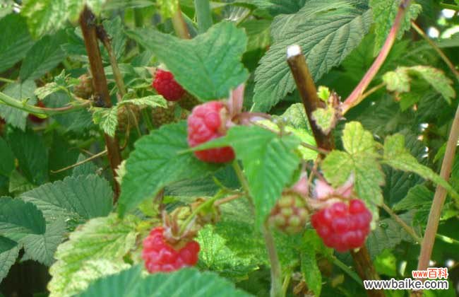 树莓叶茶功效与作用 覆盆子茶的功效和作用