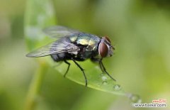 家里无缘无故有大苍蝇 家里苍蝇多怎么办才好？