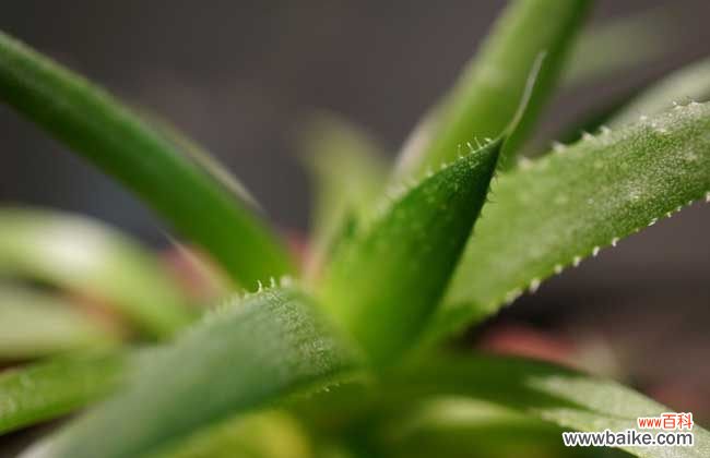 芦荟胶可以去眼睛周围皱纹吗 芦荟可以去皱纹吗？