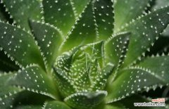 芦荟胶可以去眼睛周围皱纹吗 芦荟可以去皱纹吗？