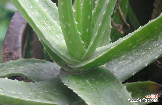 芦荟胶可以去眼睛周围皱纹吗 芦荟可以去皱纹吗？