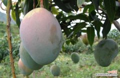 芒果弄衣服上能洗掉吗 芒果能放冰箱保存吗？