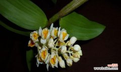 肿节石斛象征着什么？