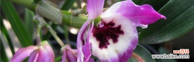 肿节石斛象征着什么?