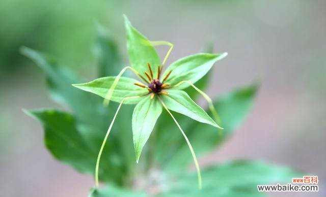 重楼花语代表什么意思?如何正确解读重楼的花语含义?