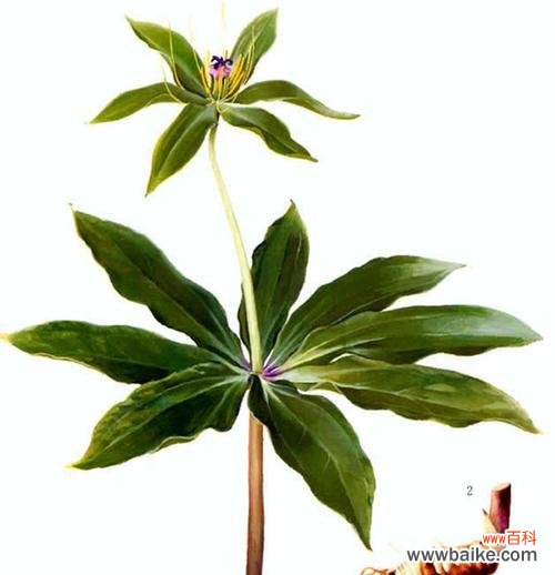 重楼花语代表什么意思?如何正确解读重楼的花语含义?