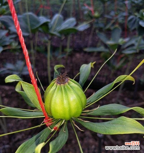 重楼花语代表什么意思?如何正确解读重楼的花语含义?