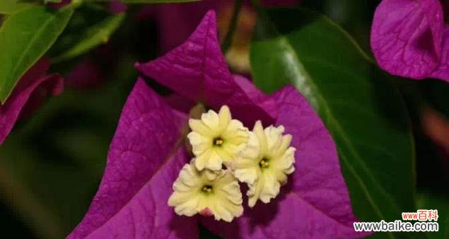 珠海市花象征什么含义?珠海市花的花语有哪些?